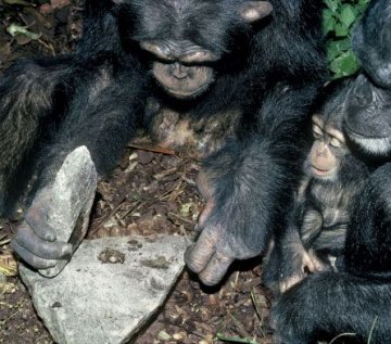 A chimpanzee uses stones to crack nuts.